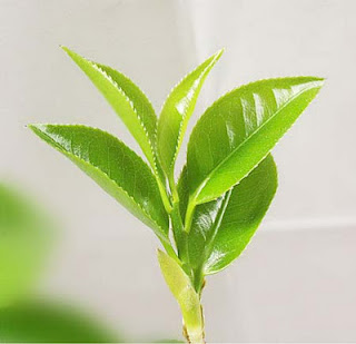 H2O Green Tea Essential Oil (France)